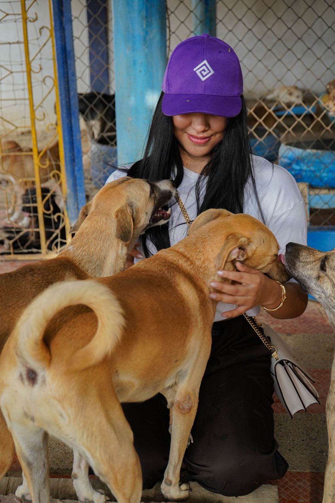 ayudando animales